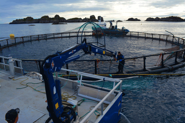 Marines Netzgehegesystem zur Lachszucht hier ausnahmsweise für Biobedarf mit geringer Besatzdichte bei den Lofoten in Norwegen. Jene Systeme produzieren in Süßwasseraquakultur sowie Marikultur.